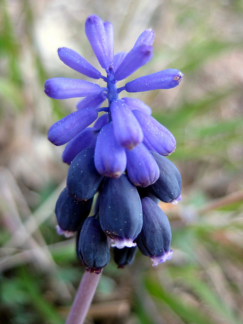 Ail des chiens (Muscari neglectum)