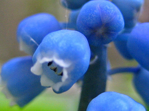 Muscari à grappe