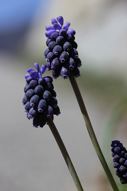 Muscari à grappe