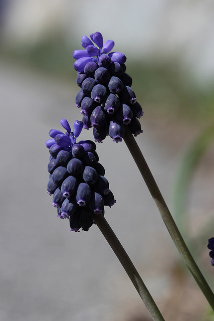 Muscari à grappe
