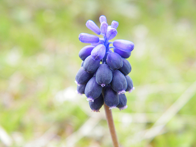 Muscari à grappe