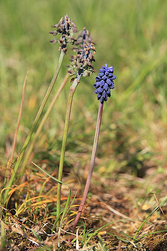 Muscari à grappe