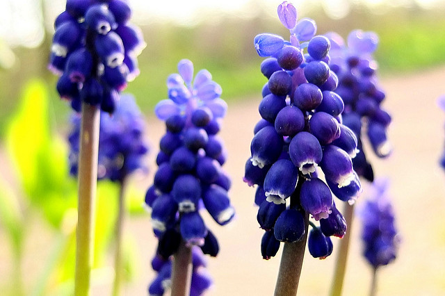 Muscari à grappe (Muscari racemosum)