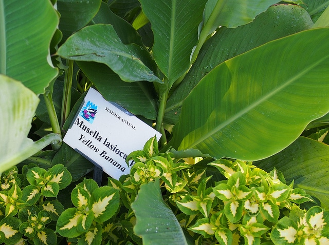 Bananier nain chinois (Musella lasiocarpa)