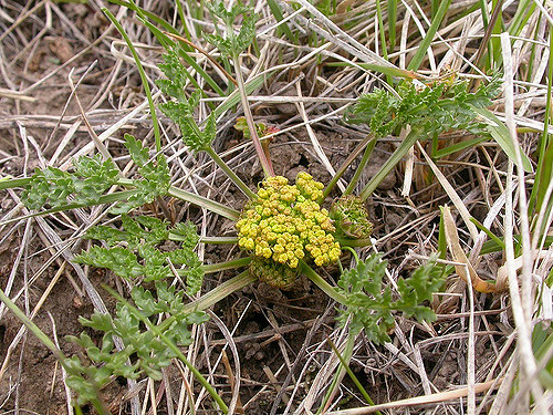 Musineon divaricatum