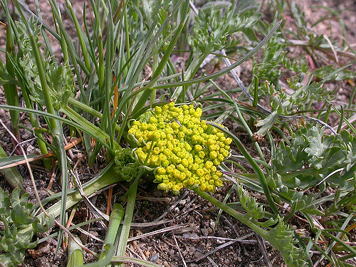 Musineon divaricatum