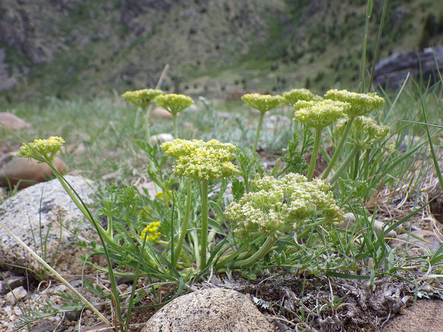 Musineon divaricatum