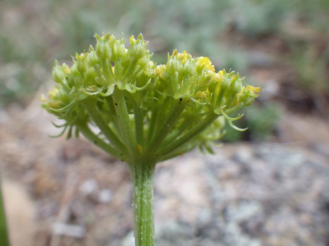 Musineon divaricatum