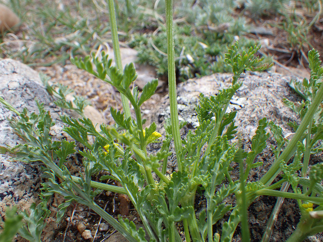 Musineon divaricatum