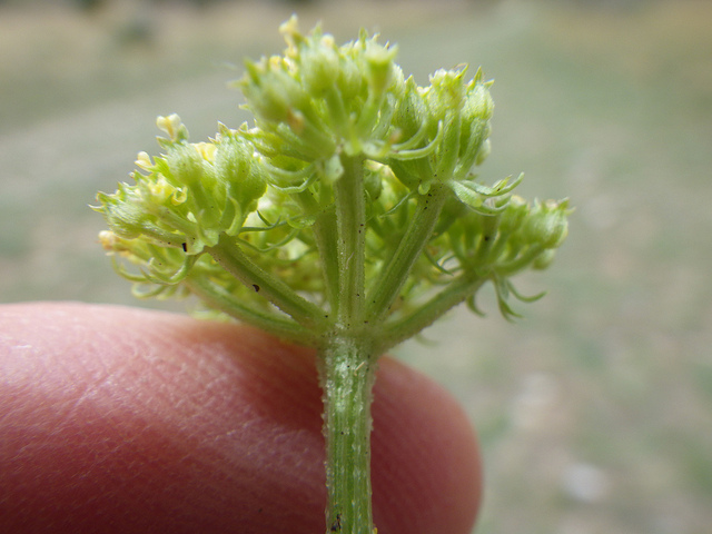 Musineon divaricatum (Musineon divaricatum)