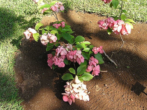 Sang des ashantis (Mussaenda erythrophylla)