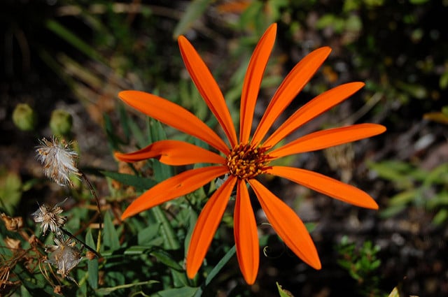 Mutisia decurrens