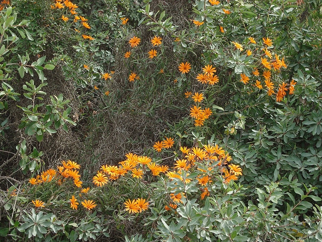 Mutisia decurrens
