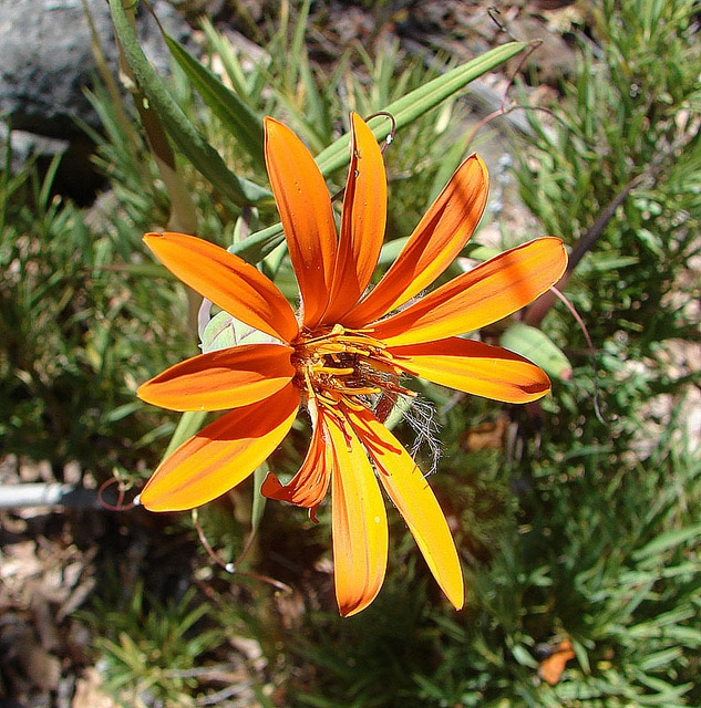 Mutisia decurrens