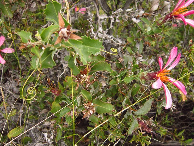 Mutisia ilicifolia