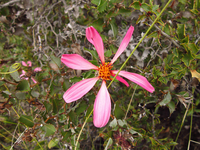 Mutisia ilicifolia