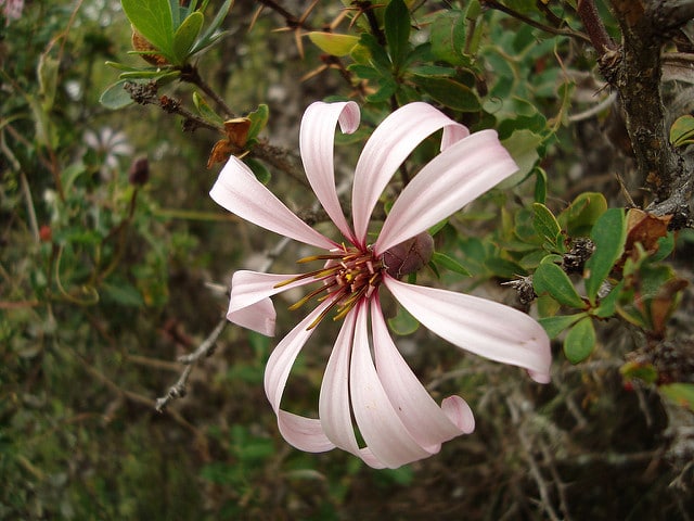 Mutisia ilicifolia