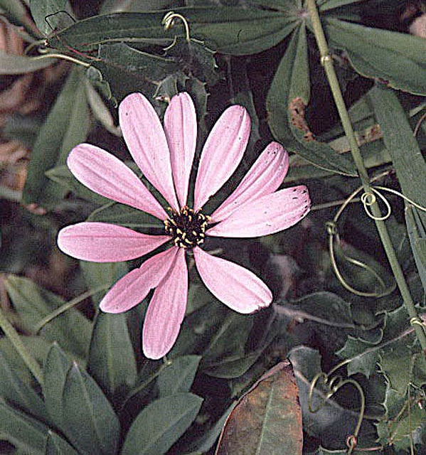Mutisia ilicifolia