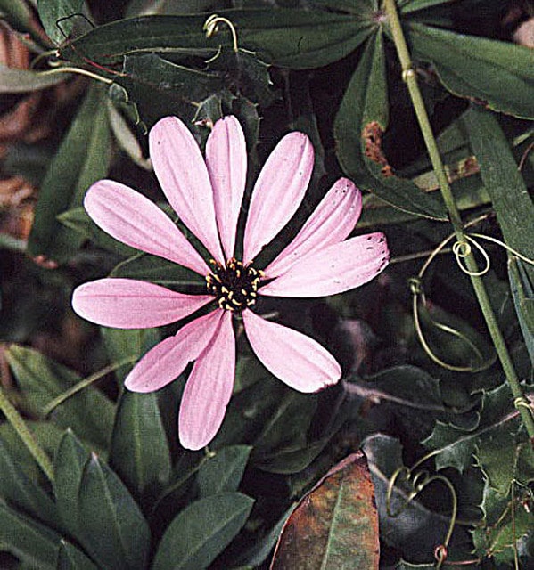 Mutisia ilicifolia