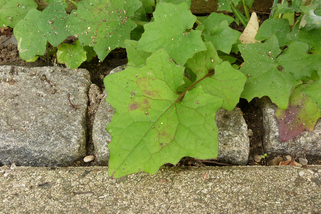 Laitue des murailles (Mycelis muralis)