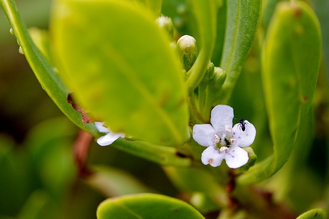 Myoporum insulare