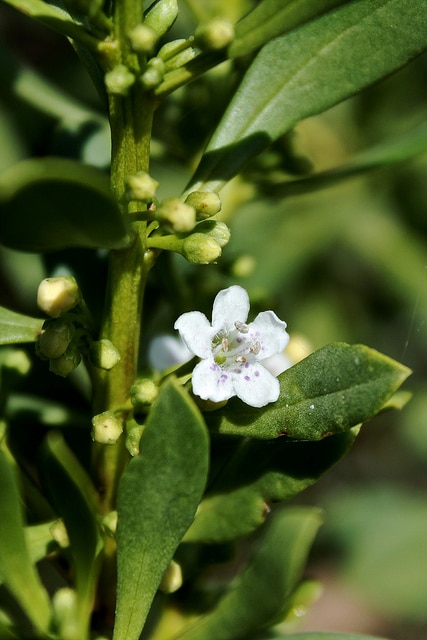 Myoporum insulare