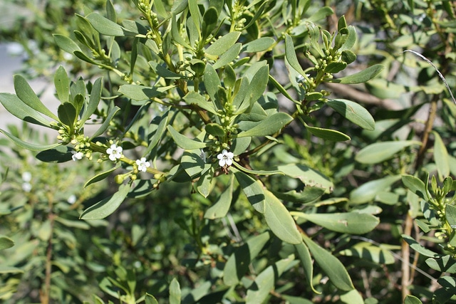Myoporum insulare
