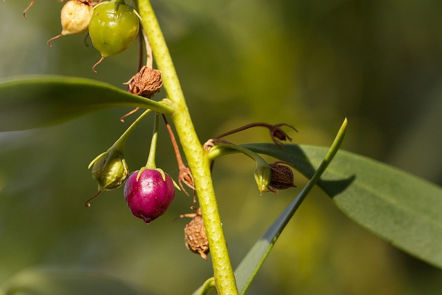 Myoporum insulare
