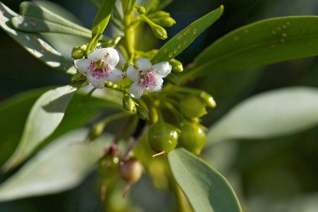 Myoporum insulare