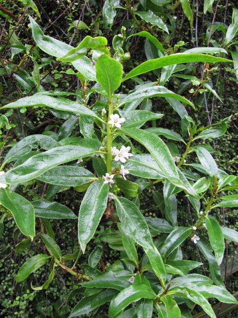 Myoporum insulare