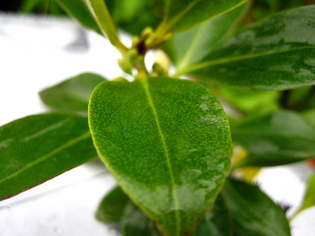 Myoporum laetum
