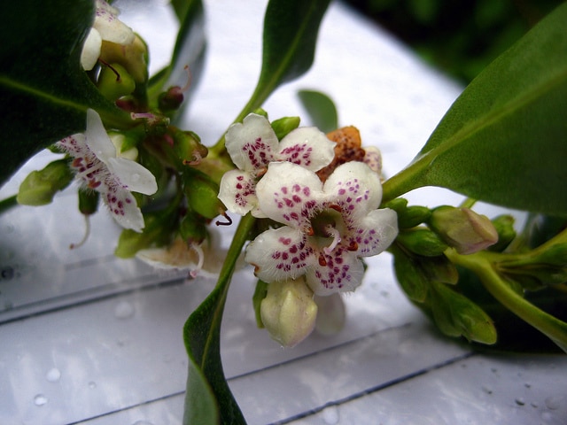 Myoporum laetum
