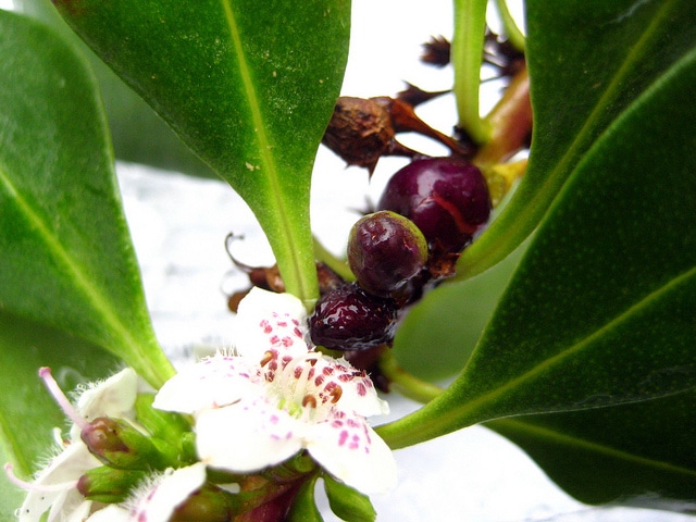 Myoporum laetum
