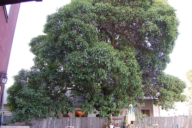 Myoporum laetum