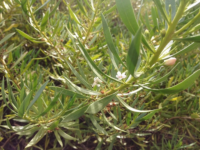 Myoporum montanum