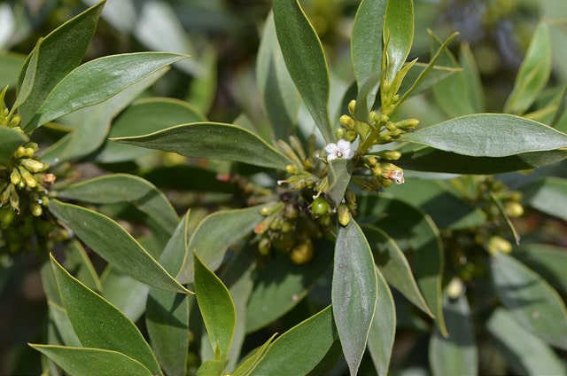Myoporum montanum