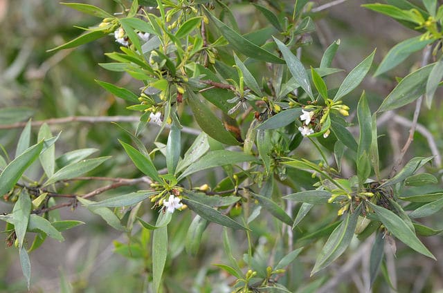 Myoporum montanum