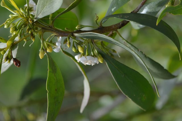 Myoporum montanum