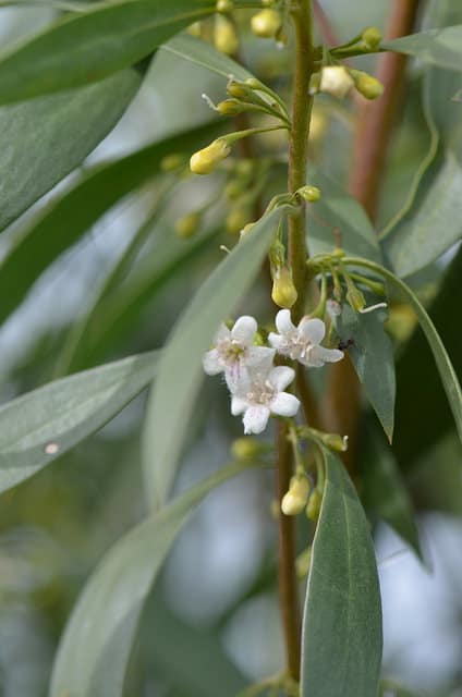 Myoporum montanum