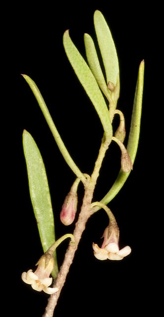 Myoporum platycarpum (Myoporum platycarpum)