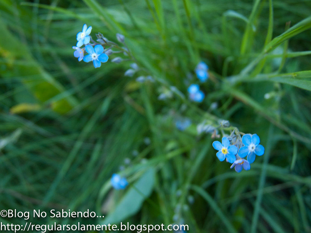 Myosotis alpestre