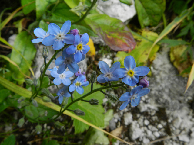 Myosotis alpestre