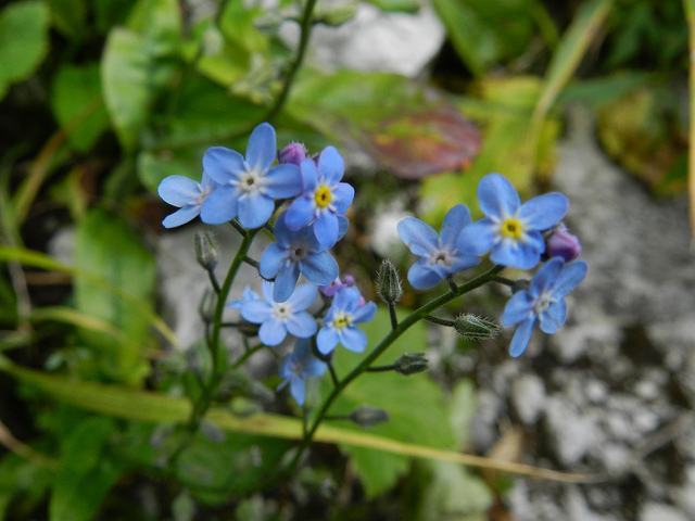 Myosotis alpestre