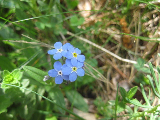 Myosotis alpestre
