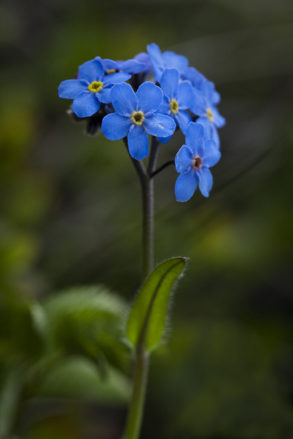 Myosotis alpestre