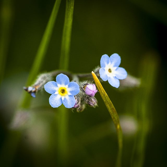 Myosotis des champs (Myosotis arvensis)