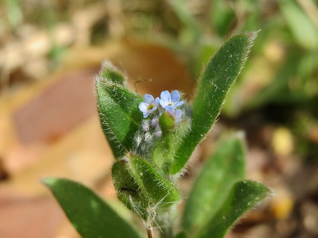 Myosotis des champs