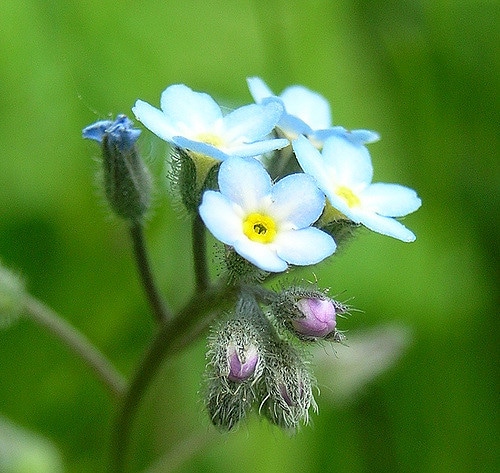 Myosotis des champs