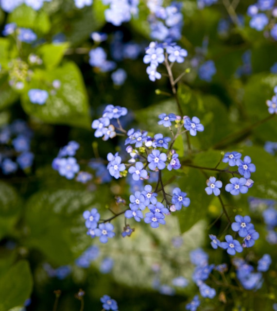 Myosotis des champs