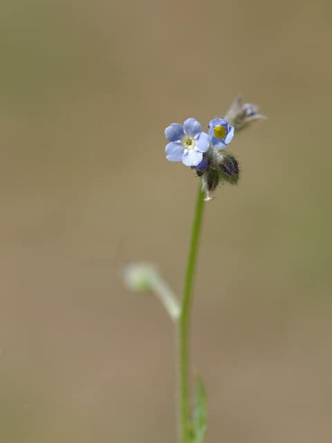 Myosotis des champs